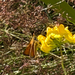 Essex Skipper