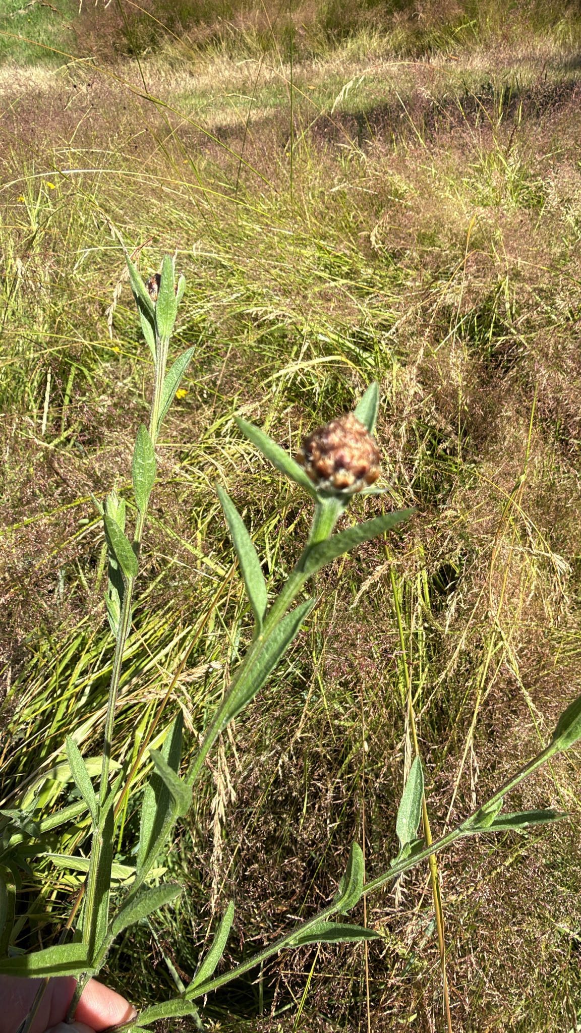 Centaurea jacea