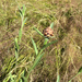 Brown Knapweed