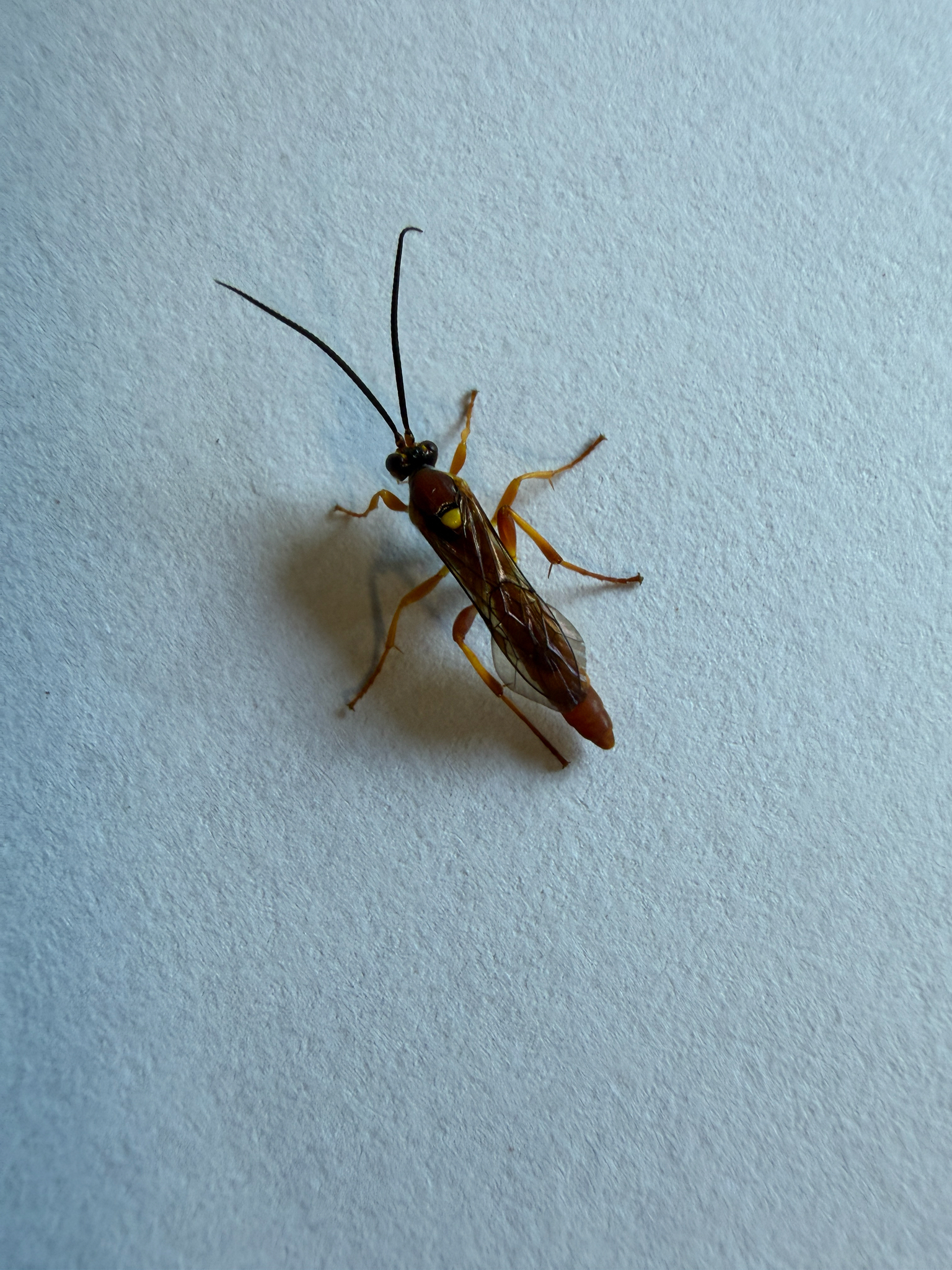 Spilichneumon