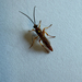 Spilichneumon