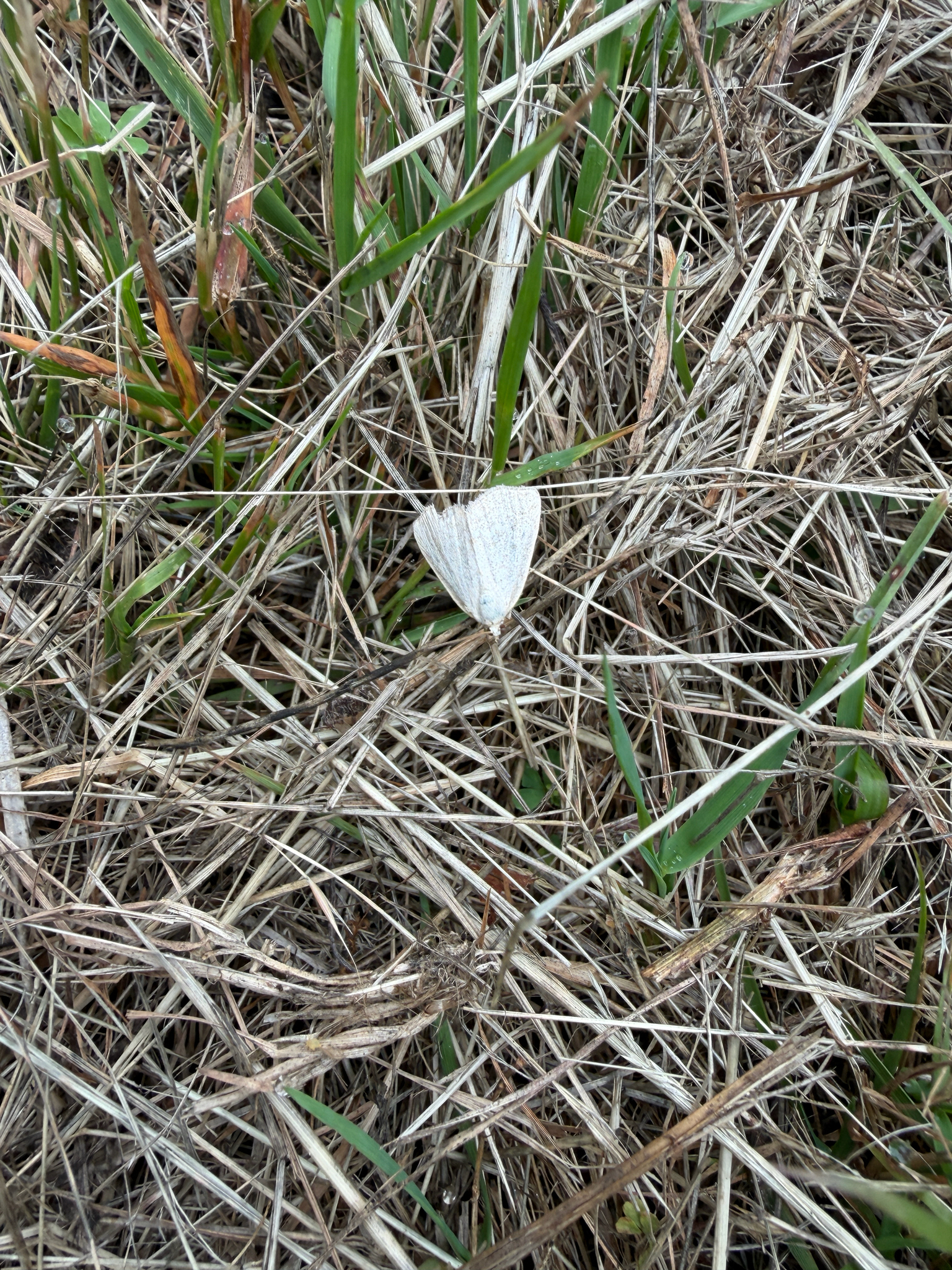 Protodeltote albidula