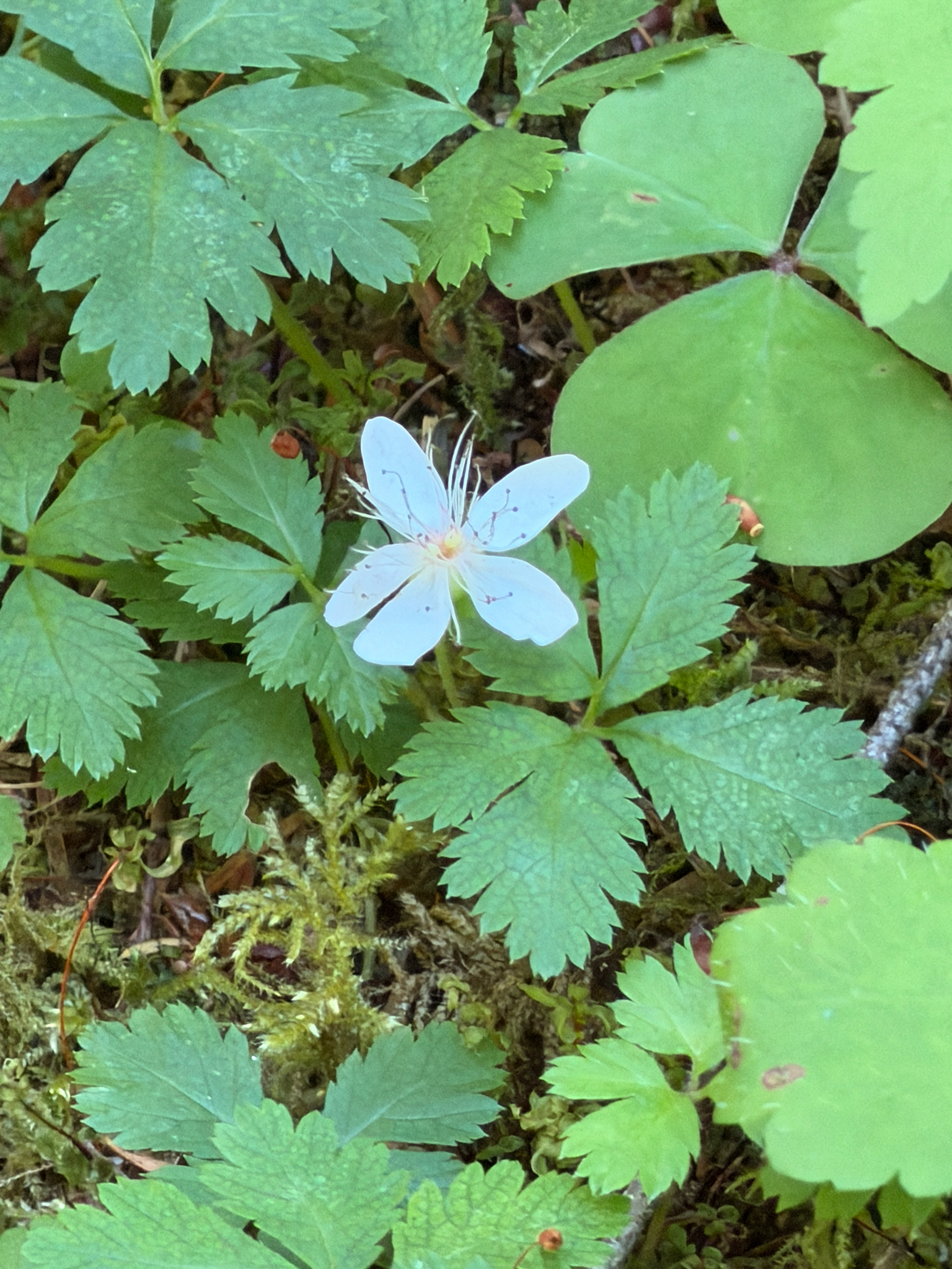 Rubus pedatus