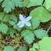 Five-leaf Dwarf Bramble