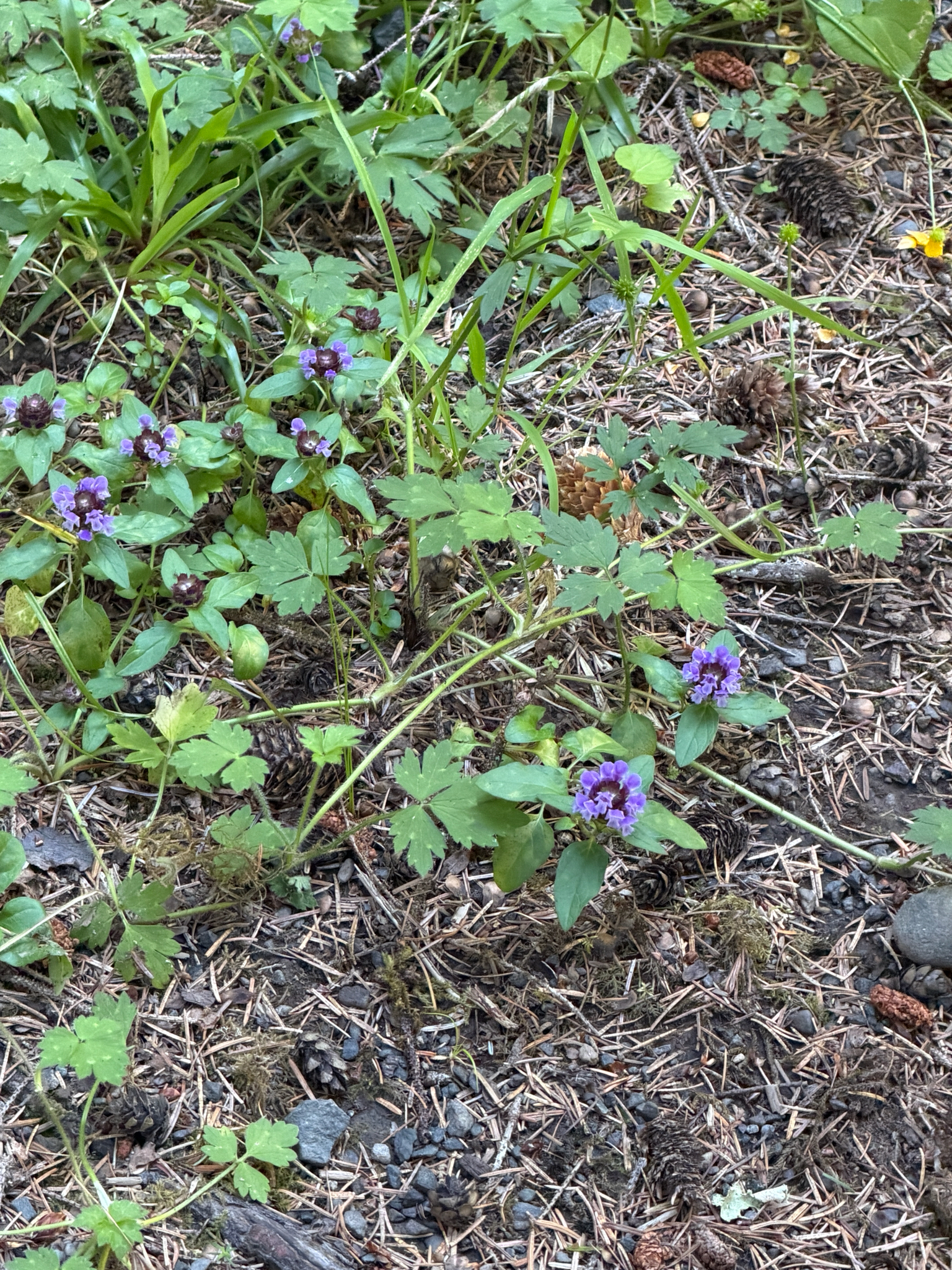 Prunella vulgaris