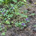 common selfheal