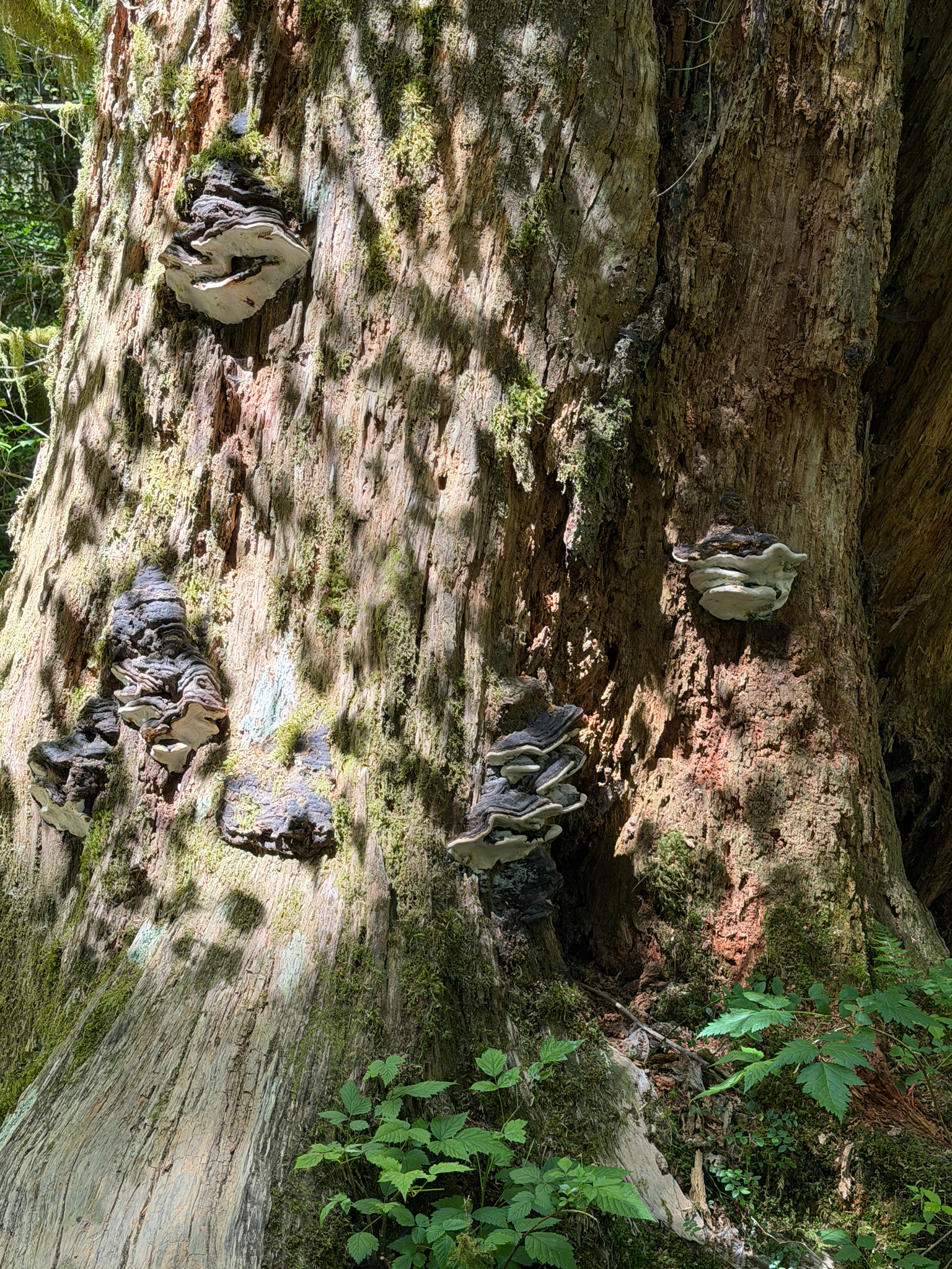 Fomitopsis ochracea