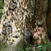 Ochre-banded Conk