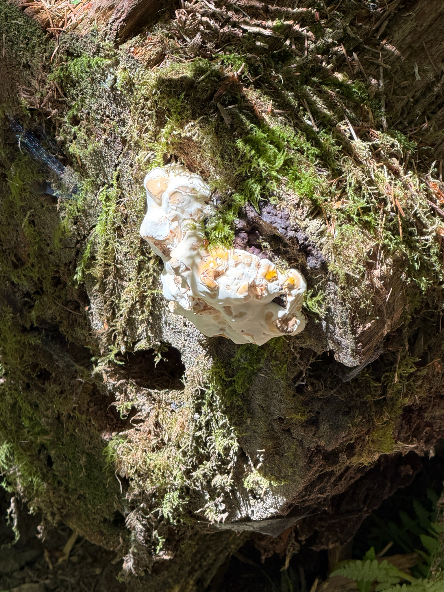 Ganoderma oregonense