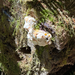 West Coast Reishi