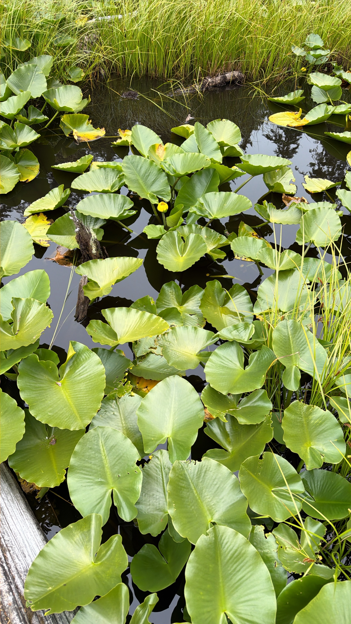 Nuphar polysepala
