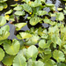 western yellow pond-lily