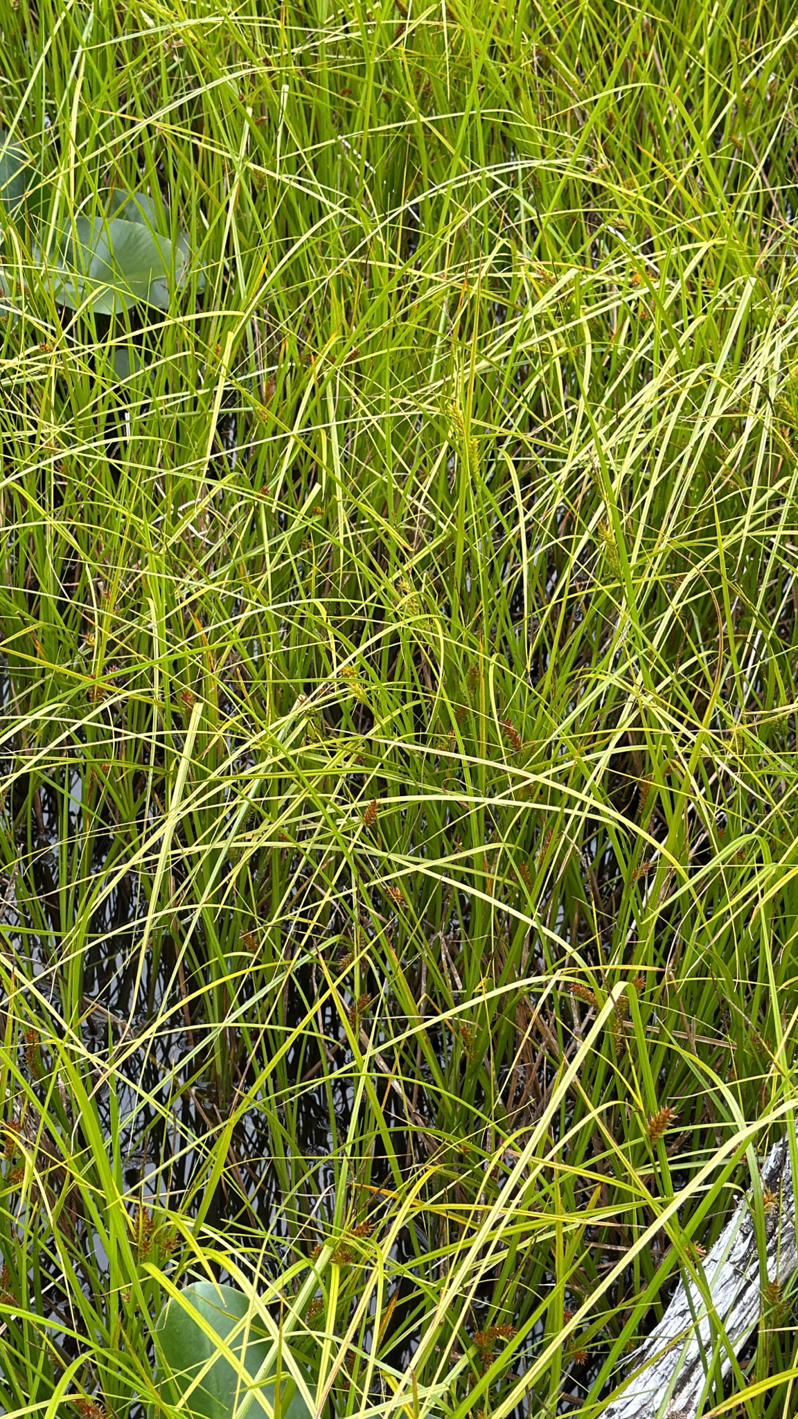 Carex lyngbyei