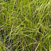 Lyngbye's sedge