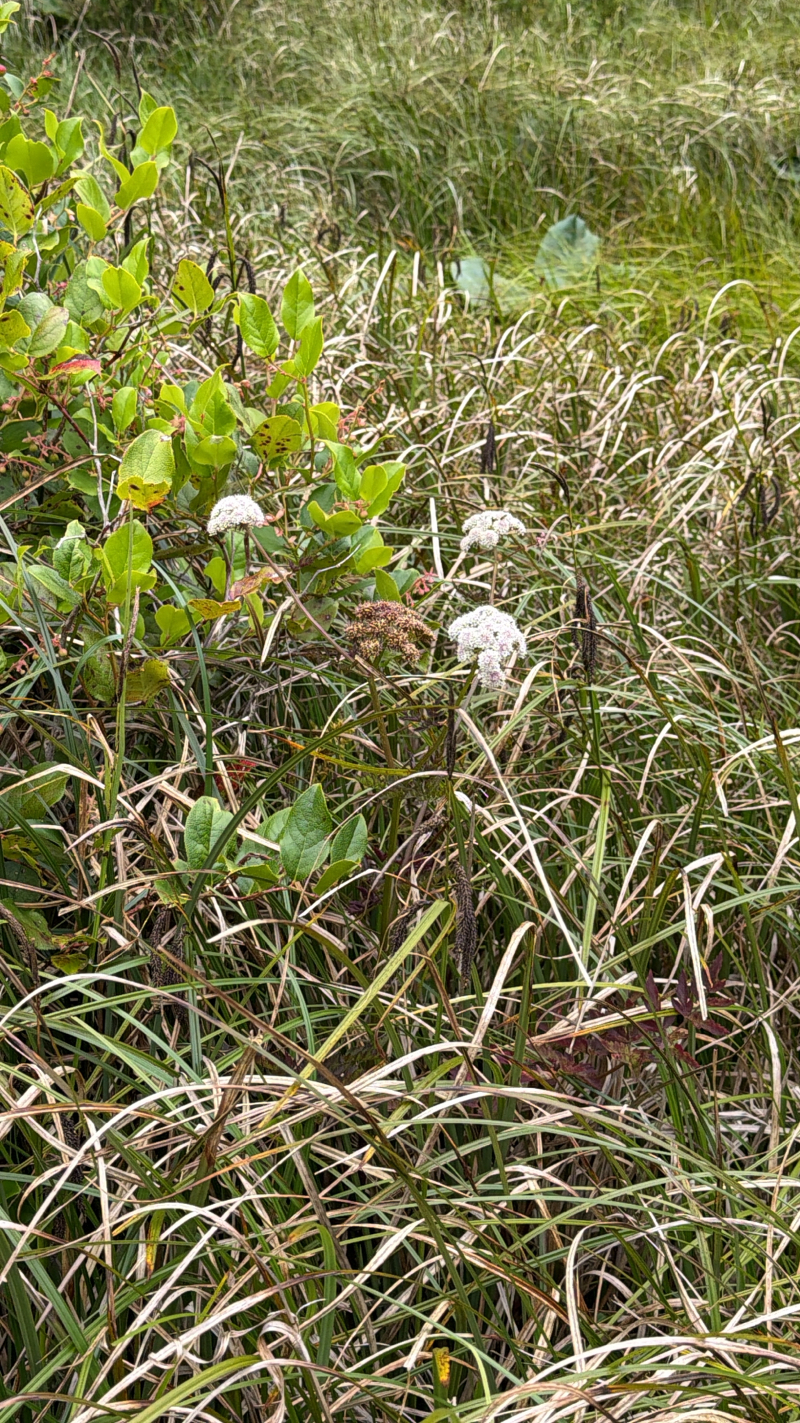 Angelica genuflexa