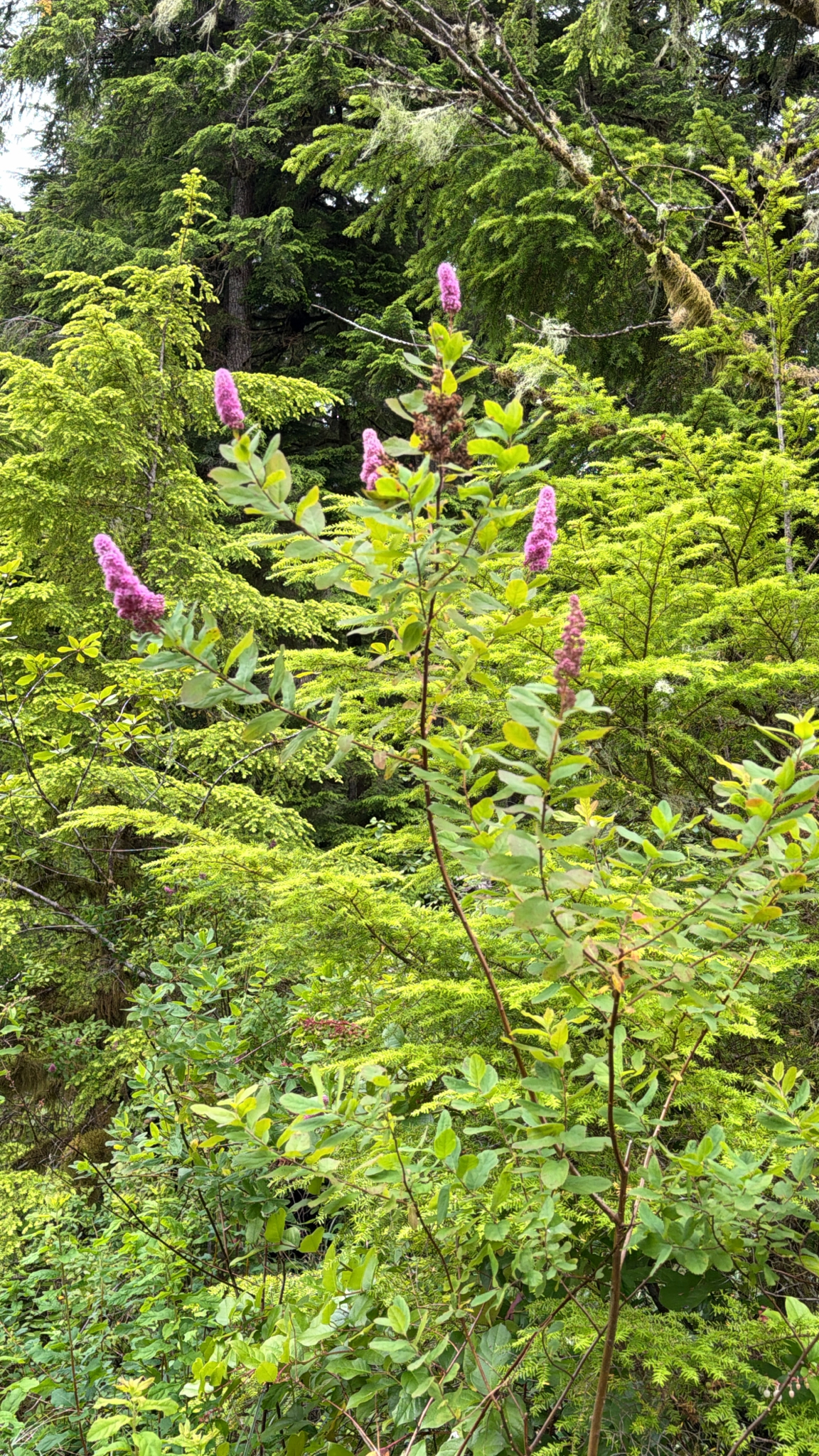 Spiraea douglasii