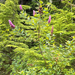 Rose Spirea