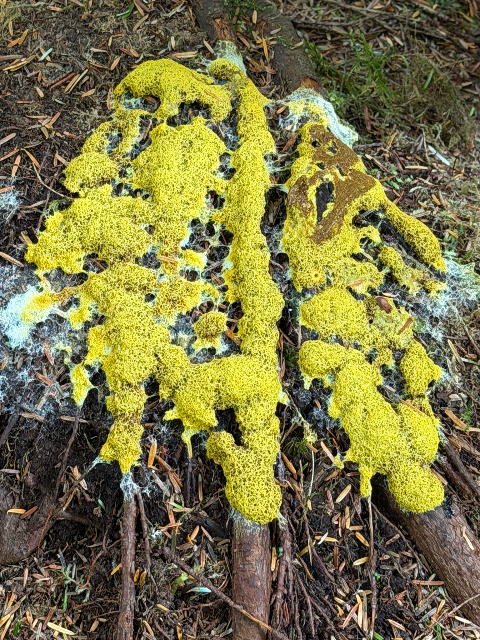 Fuligo septica