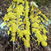 Dog Vomit Slime Mold