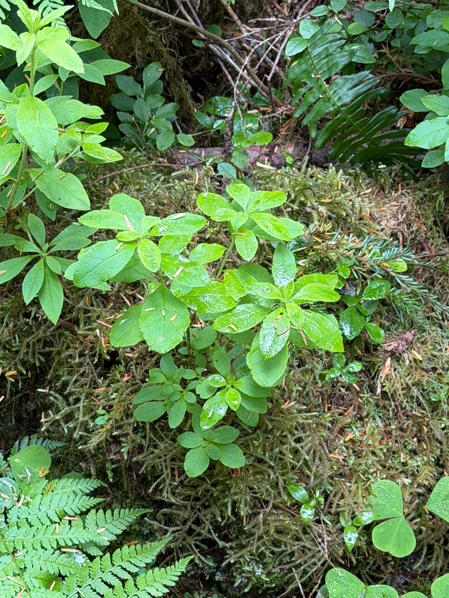 Rhododendron menziesii