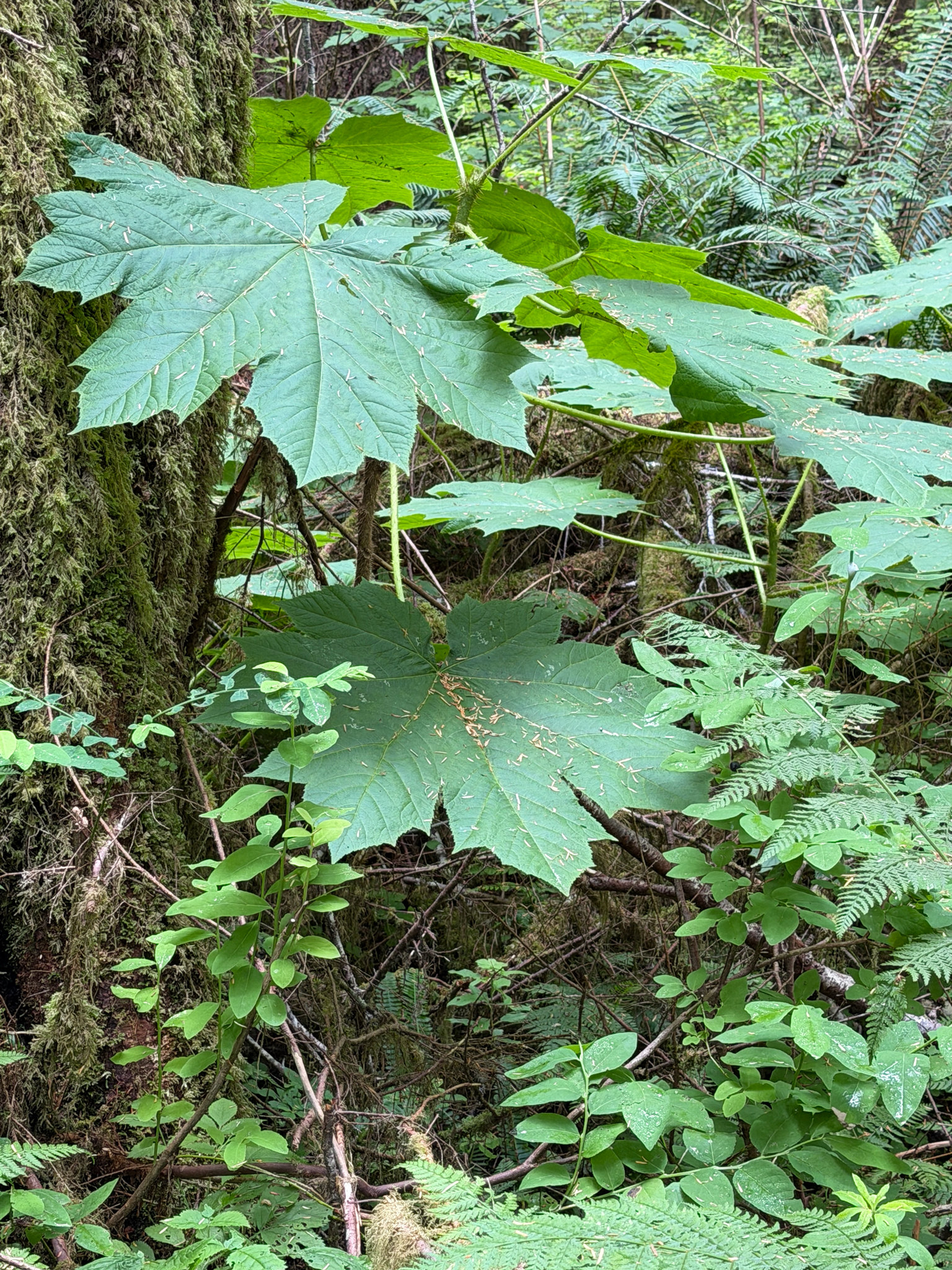 Oplopanax horridus
