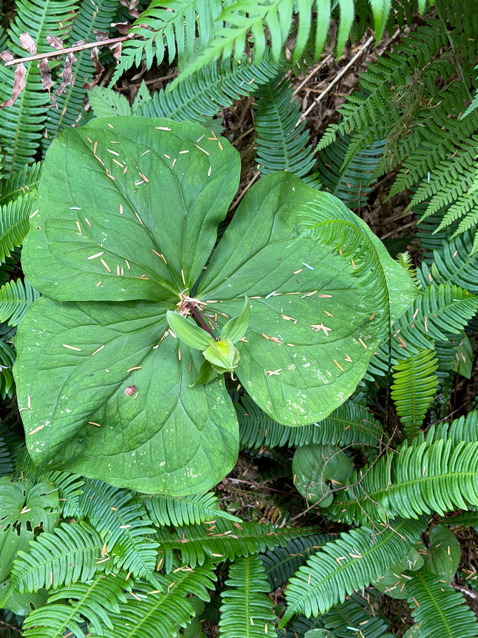 Trillium ovatum