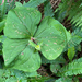 Pacific trillium