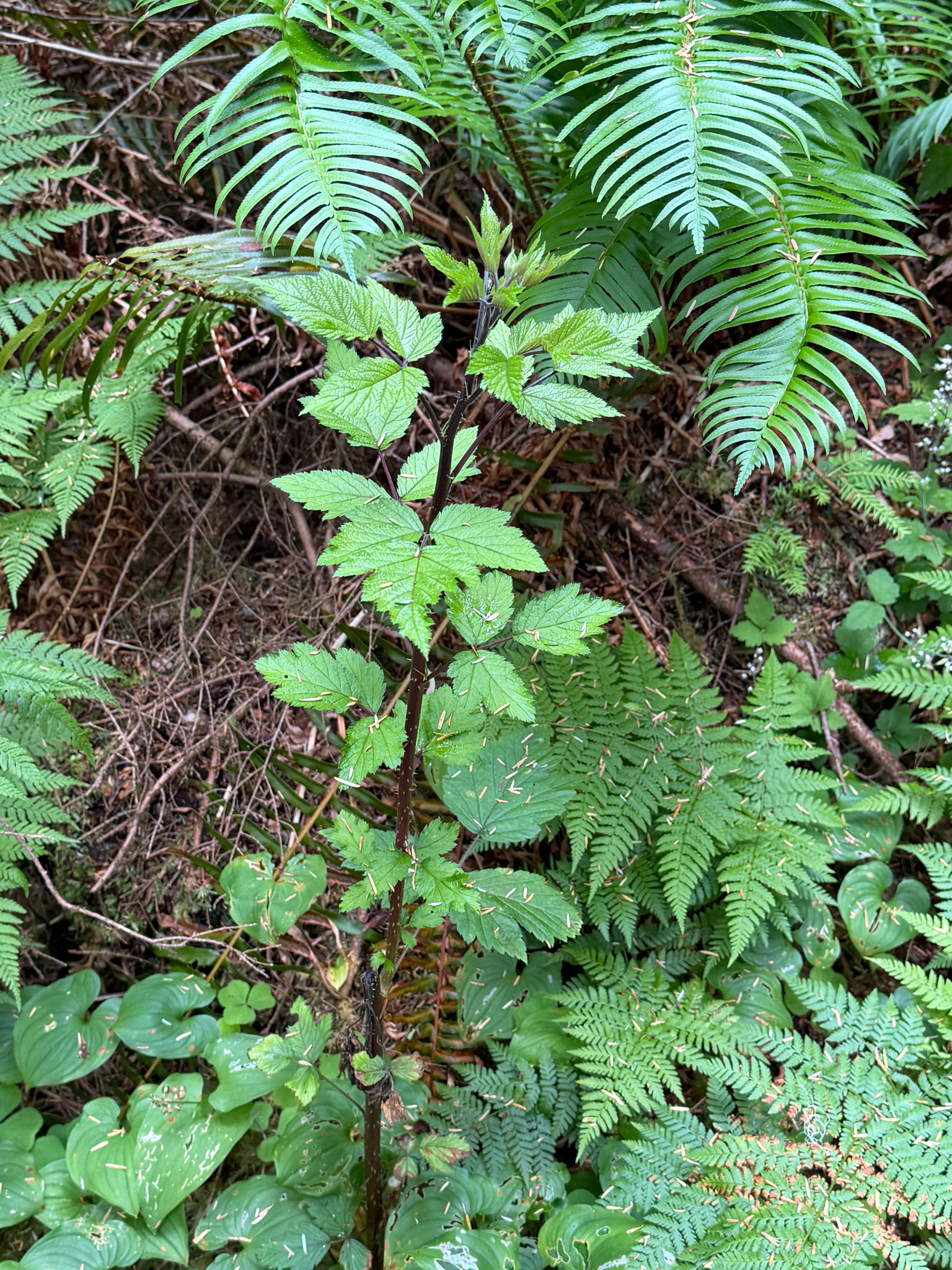 Rubus spectabilis