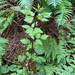 Salmonberry