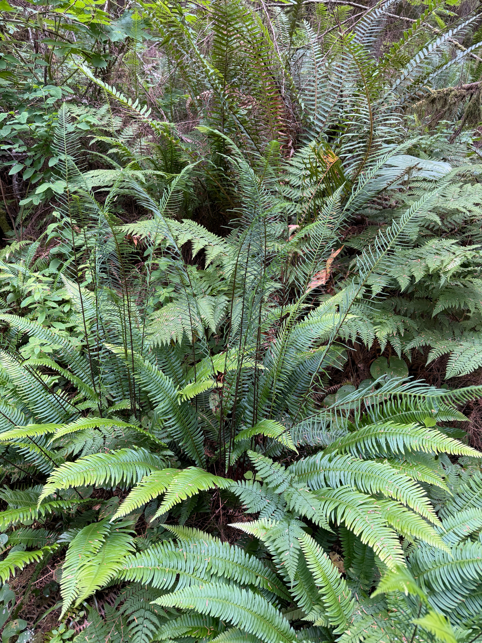 Struthiopteris spicant