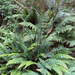 deer fern