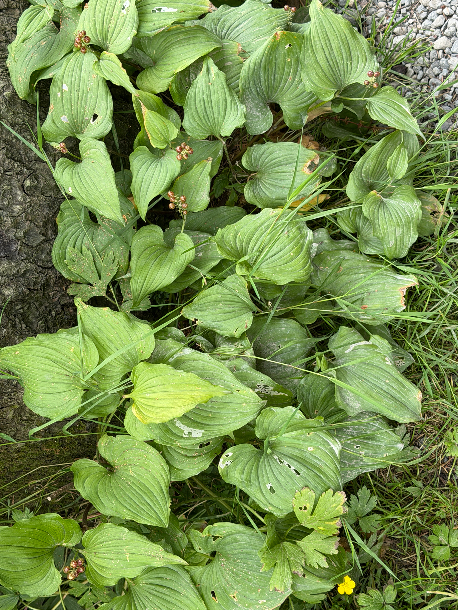 Maianthemum dilatatum