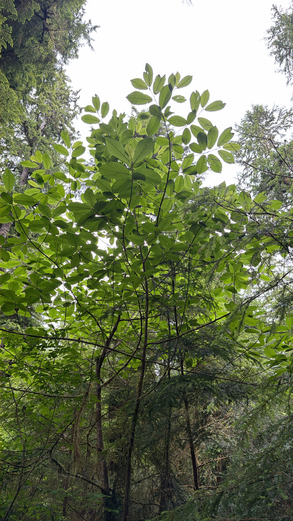Frangula purshiana