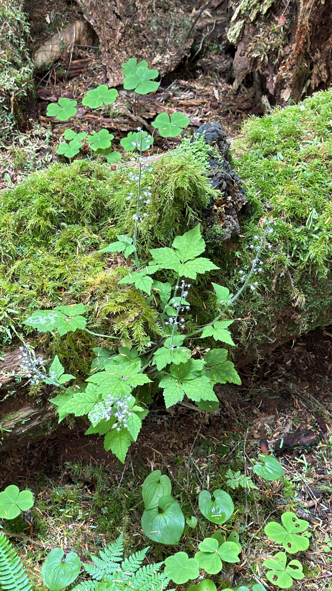Tiarella trifoliata