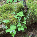 Threeleaf Foamflower