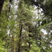 western hemlock