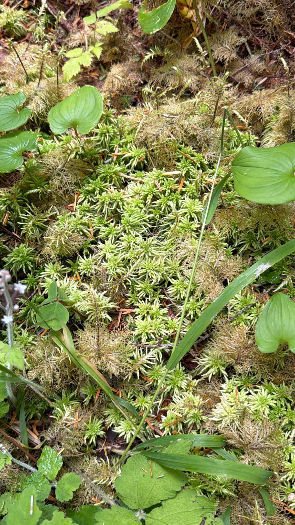 Sphagnum rubiginosum