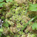 Variegated peat moss