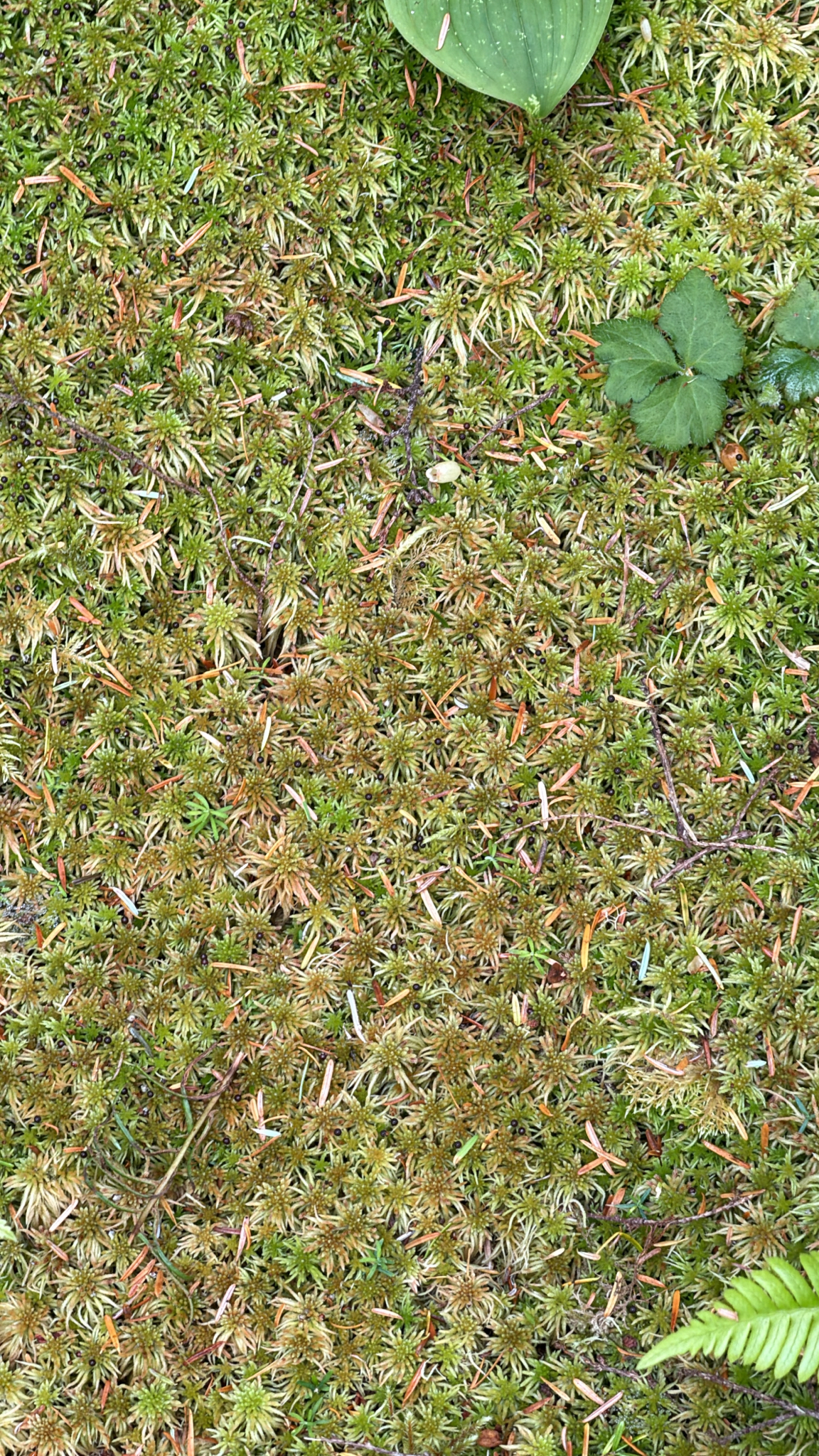 Sphagnum