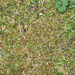 Sphagnum mosses