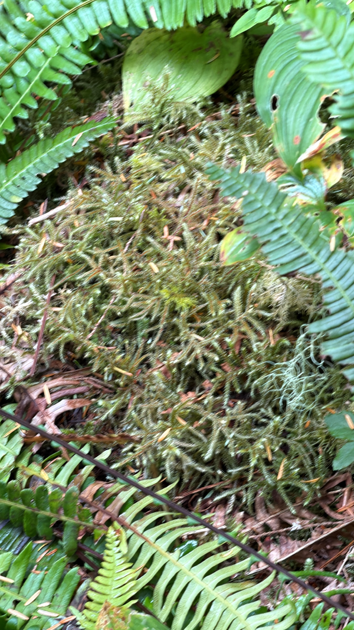 Rhytidiadelphus loreus