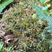 Lanky Moss