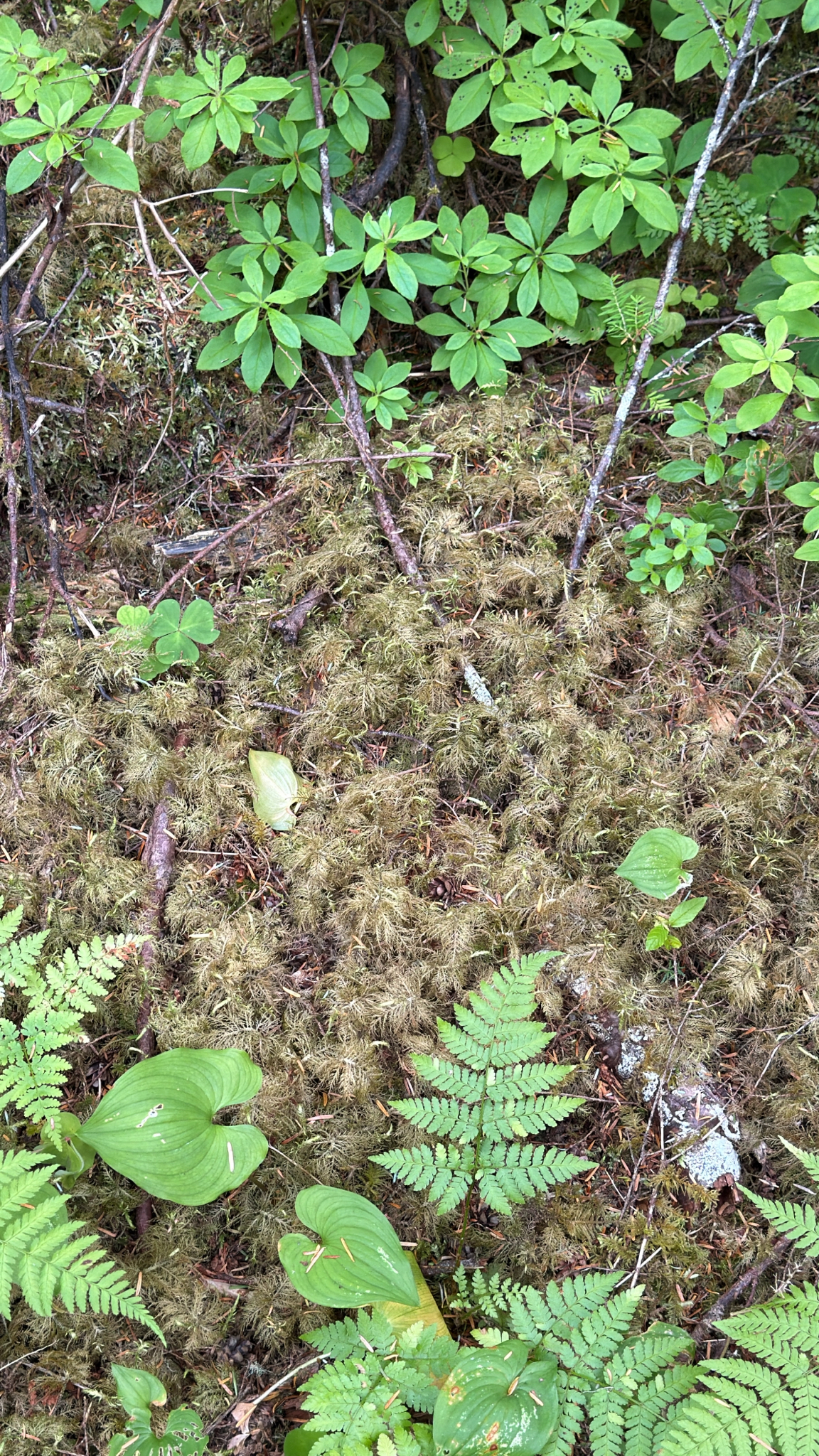 Hylocomium splendens