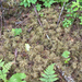 stairstep moss