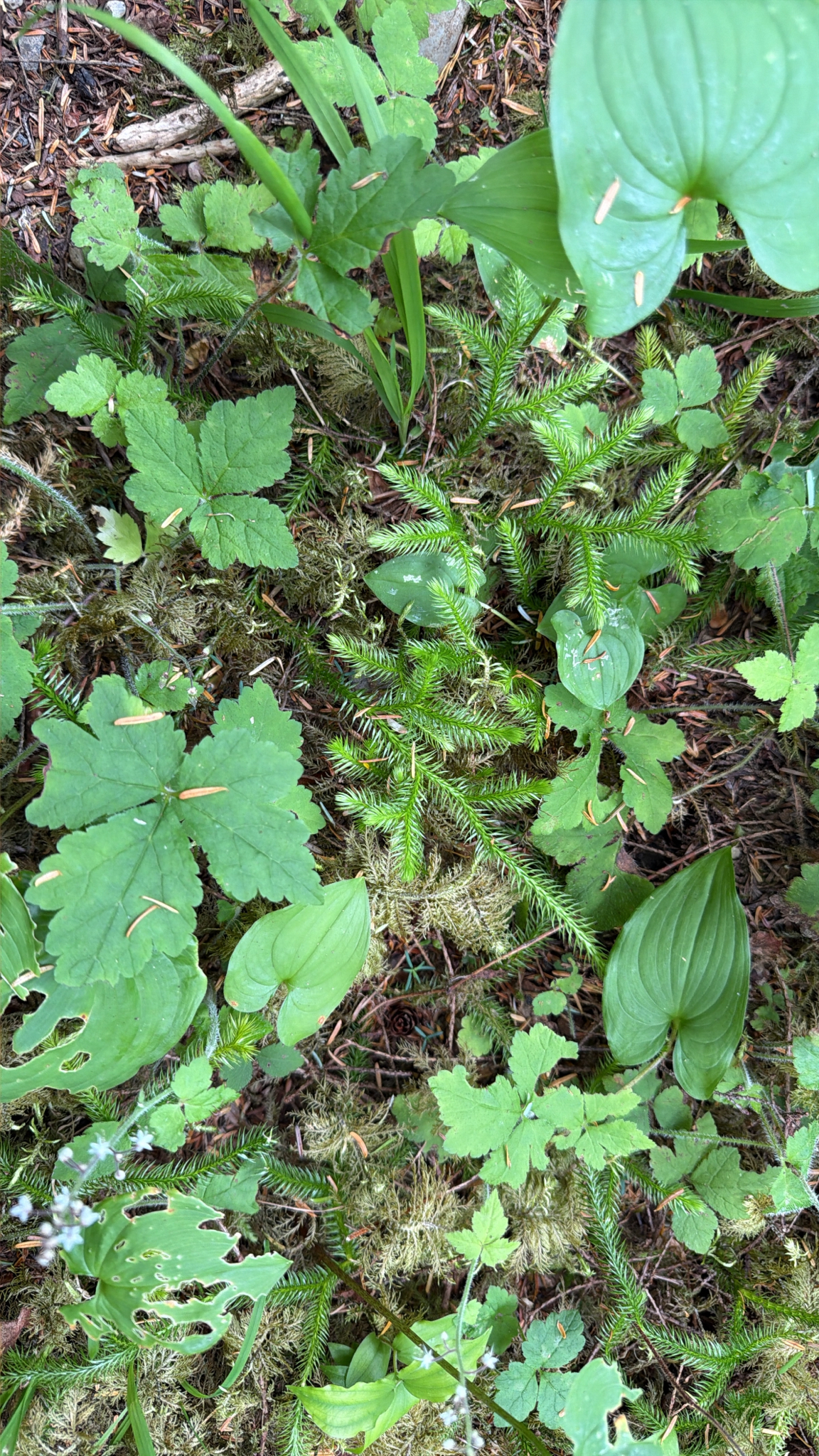 Lycopodium clavatum