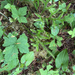 stag's-horn clubmoss