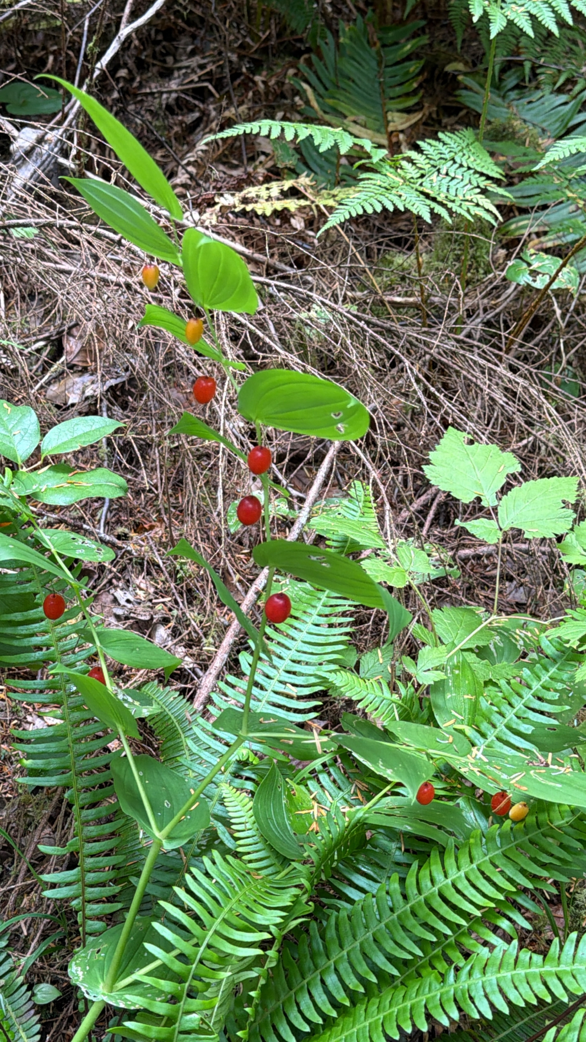 Streptopus amplexifolius
