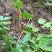 white twisted-stalk