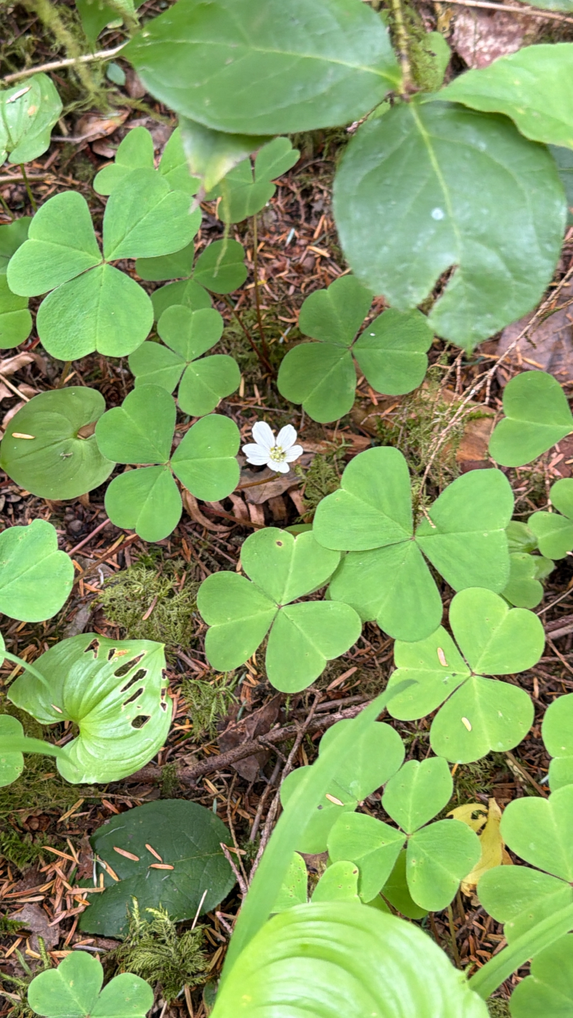Oxalis oregana