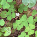 Oregon woodsorrel